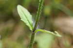 Lyreleaf sage